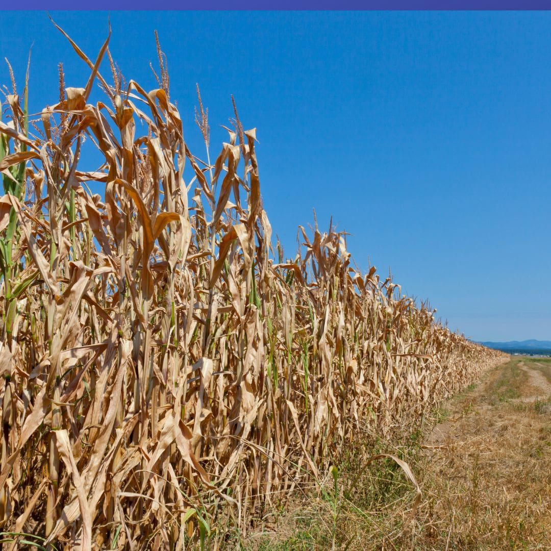 A dry field of corn
