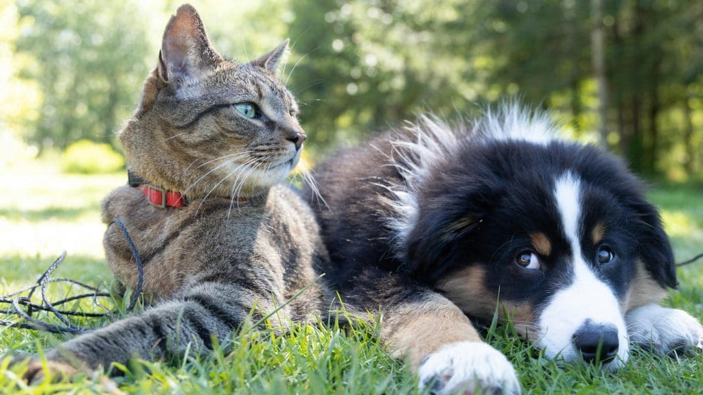 A dog and a cat in the grass