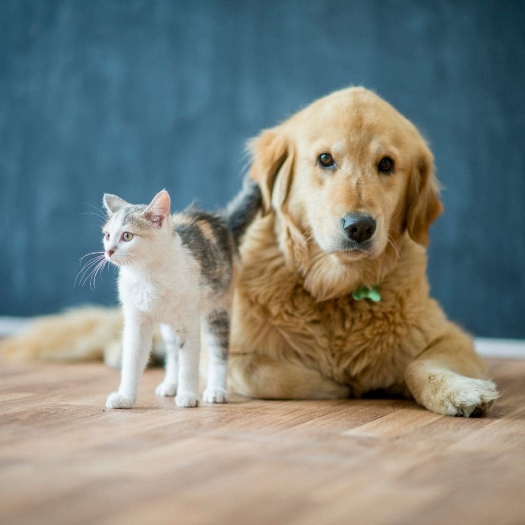 Dog and cat sitting on floor