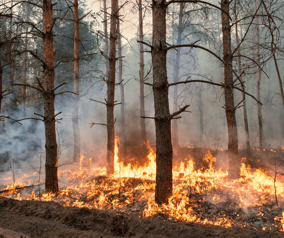 Wild fire burning through a forest