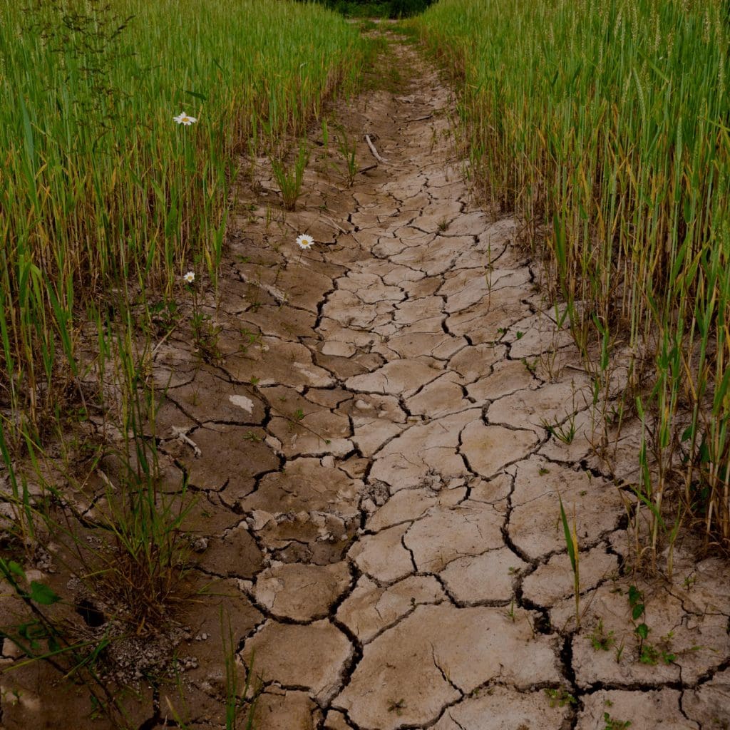 drought cracked mud