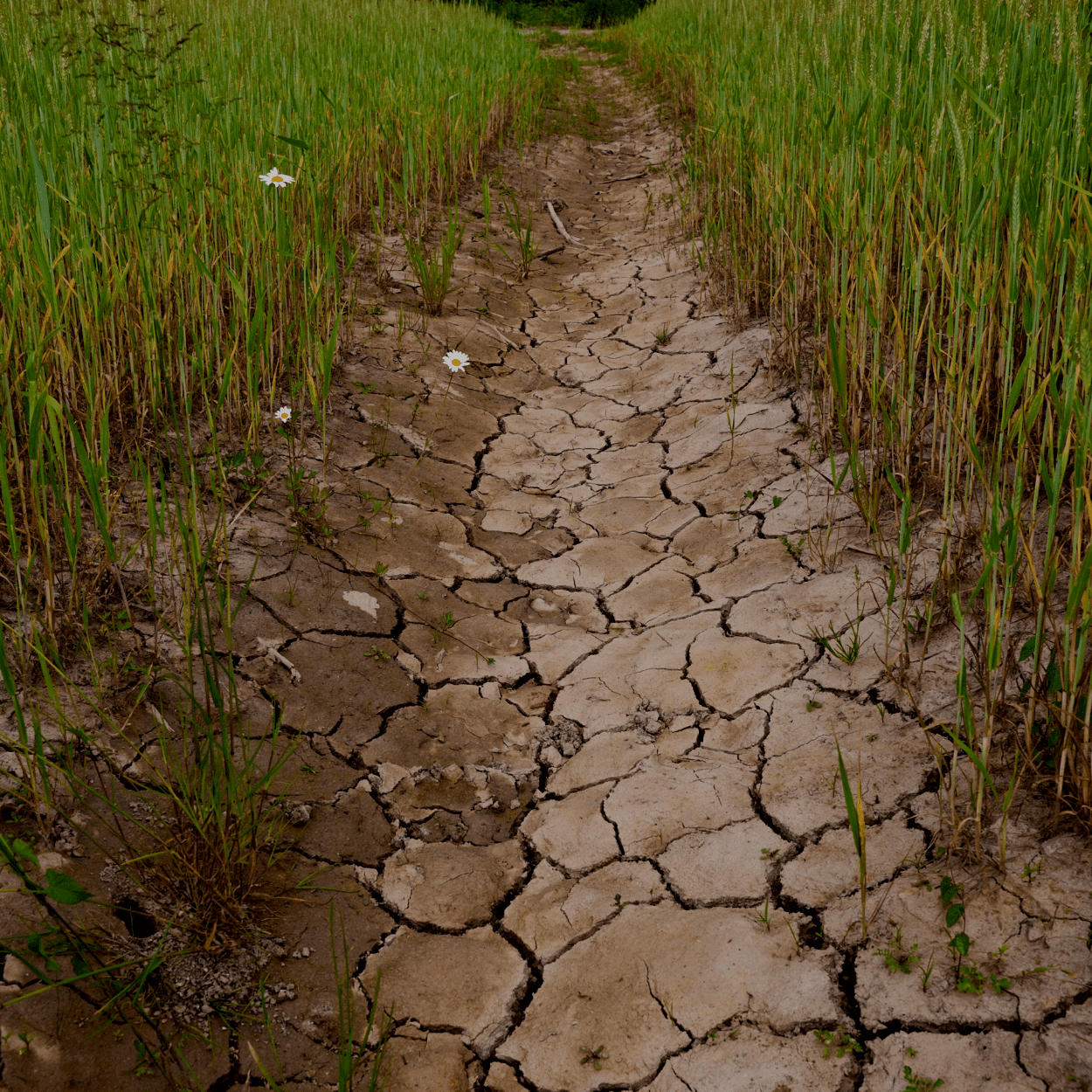 drought cracked mud