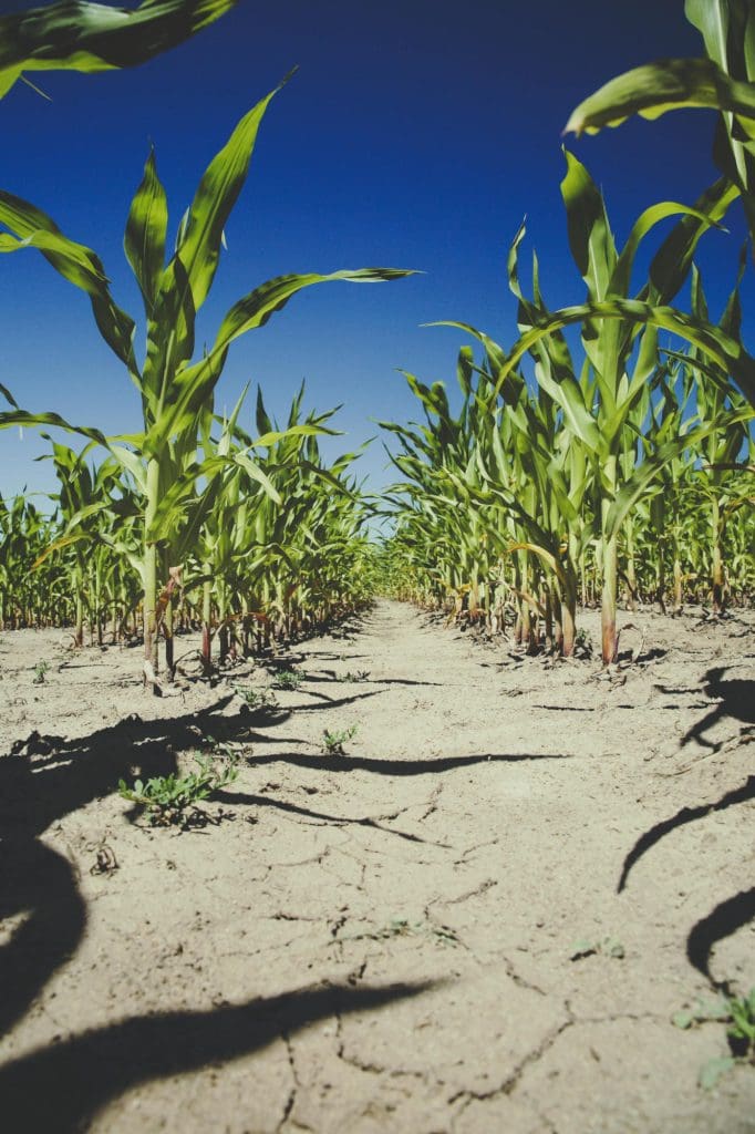 corn growing very slowly in a drought