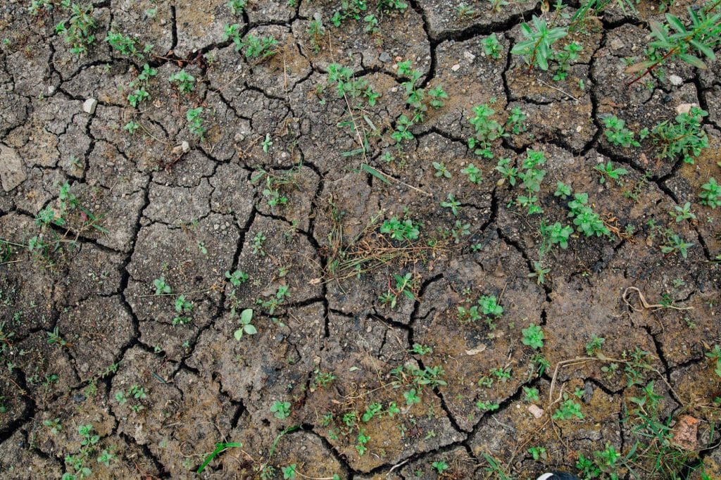 scattered plants trying to grow in drought soil