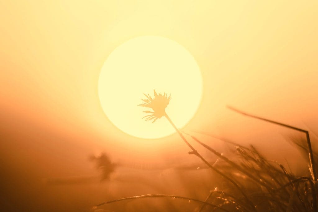 Plants in front of the sun